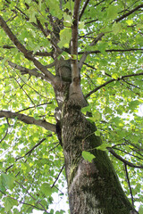 Fototapeta premium Look up at old tree with lush green leaves in natural forest background. Tree with bright foliage in a sunny day.