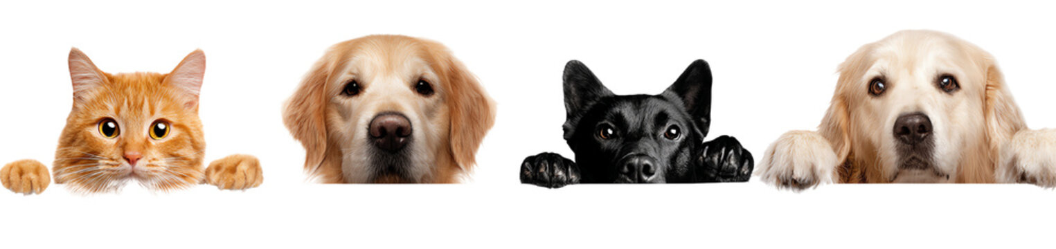 Four adorable pets peeking from behind a surface. A ginger cat and three dogs including a golden and black labrador, all showcasing their playful and loving personalities.