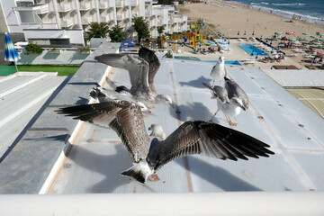 Group Larus cachinnans  on a tin roof ooking  wings  ,sea ​​view.