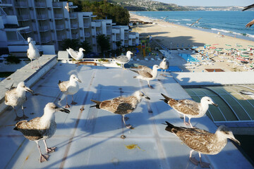 Group Larus cachinnans  on a tin roof ooking forward ,sea â€‹â€‹view.