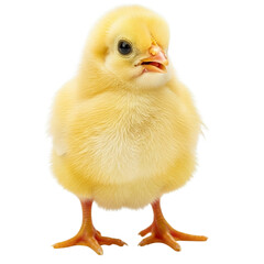 Adorable fluffy yellow baby chick standing on white background