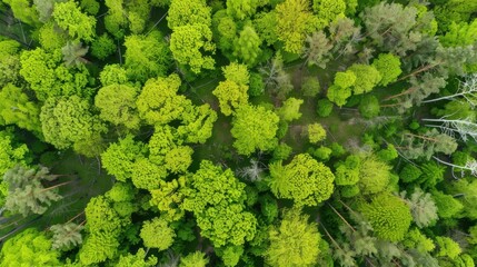 Naklejka premium Fresh Produce & Country Scenery: Broccoli/Cabbage/Lettuce Ingredients, Rural Valleys & Spring Forest Views