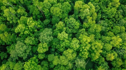 Fototapeta premium Fresh Produce & Country Scenery: Broccoli/Cabbage/Lettuce Ingredients, Rural Valleys & Spring Forest Views