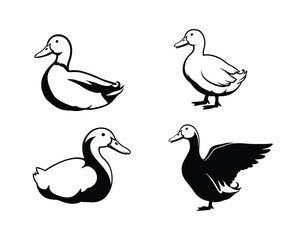 Four hand drawn illustrations of ducks in various poses and styles on a white background