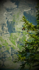 Rocky alpine cliffs with green slopes and pine tree foreground