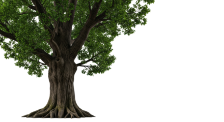 A solitary, ancient oak, gnarled dark brown trunk, emerald green leaves, robust roots, low-angle studio shot on transparent background, concept of enduring strength and timeless beauty