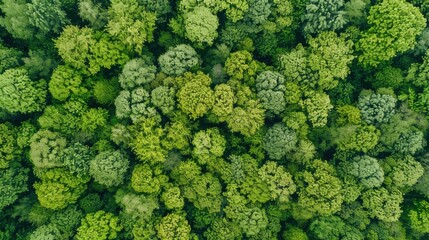 Naklejka premium Fresh Produce & Country Scenery: Broccoli/Cabbage/Lettuce Ingredients, Rural Valleys & Spring Forest Views