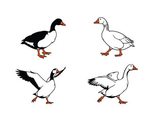 Four hand drawn illustrations of geese in various poses showing different breeds and actions against a white background