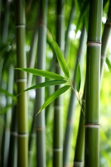 Fototapeta premium Bamboo forest