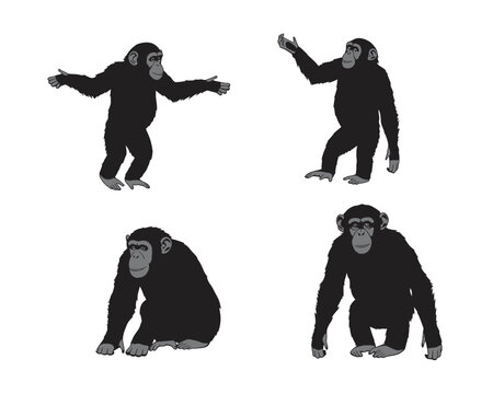 ⭐︎チンパンジー⭐︎ Chimpanzee standing」の4450点のロイヤリティフリー画像、写真素材