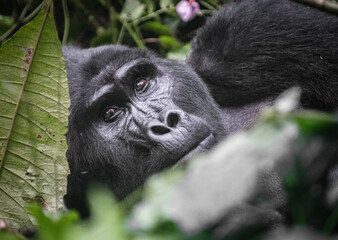 Uganda, Gorilla