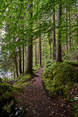 footpath in the woods
