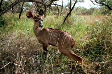 Kudu newborn calf © Raphael