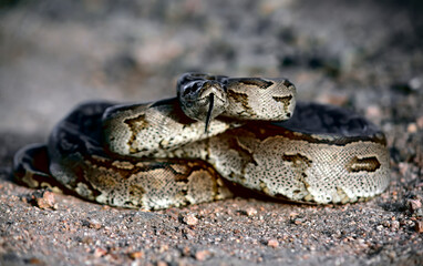 Fototapeta premium close up of a python snake