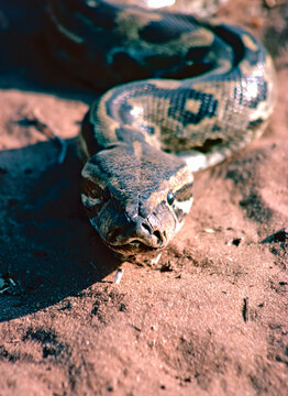Python snake