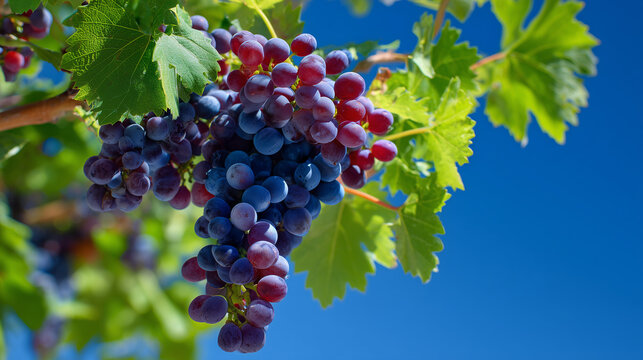 Garnacha Grapes with Green Leaves Against Blue Sky