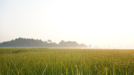 Fototapeta premium Landscape of rice fields. Morning sunshine in golden hours.