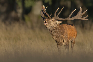 Red deer stag roaring in the wild