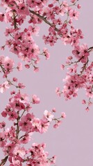 pink cherry blossom