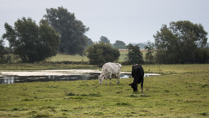 Scanian cows in the meadow