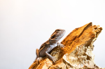 Baby of bearded agama dragon sits in his terrarium white background Cure exotic domestic animal, pet. The content of the lizard at home.