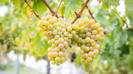 Fototapeta premium Luscious bunches of ripening white grapes hanging on the vine in a vineyard, promising a sweet harvest and the taste of summer wine