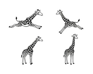 Four hand drawn cartoon giraffes in different poses including running jumping standing and looking up against a white background