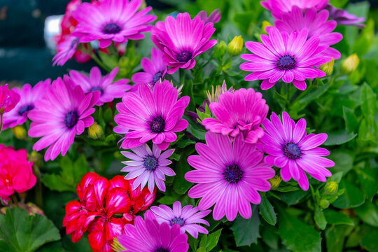 Selective focus of purple Cape marguerite in the garden, Violet Spaanse margriet flowers, Dimorphotheca ecklonis or Osteospermum is an ornamental plant, Seamless pattern nature floral background.