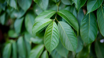 Obraz premium Lush green leaves create a serene backdrop, perfect for nature-inspired designs and conveying a sense of growth and tranquility