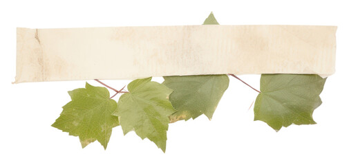 Fototapeta premium PNG Ivy leaf ephemera plant paper tree.