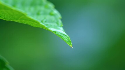 Vibrant green leaf with a water droplet on its tip, fresh nature detail in a macro shot, symbolizing purity and growth. - Powered by Adobe