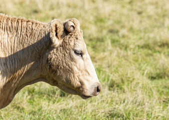 close up of a cow