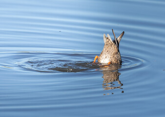 duck swimming in the water