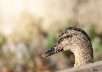 portrait of a duck
