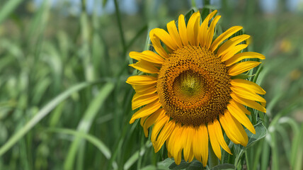 Vibrant sunflower blooming brightly amidst lush green foliage, capturing summer's golden essence and natural beauty.