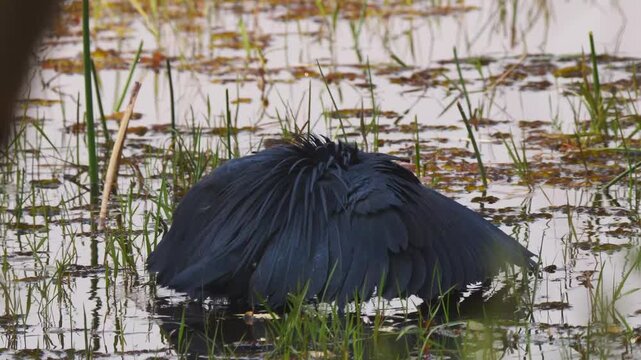black heron, umbrella bird, egretta ardesiaca, forms its wings to canopy for fishing 249