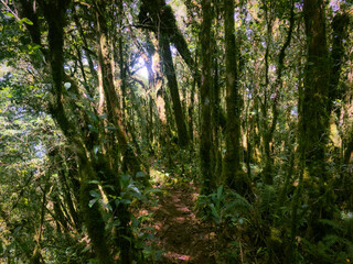 Obraz premium Meratus Mountains Highland Forest Floor, Tropical Rainforest of Borneo, Indonesia.