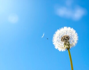 Fototapeta premium Close-up of dandelion flower with blue sky