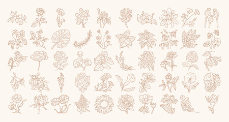 Botanical line icon collection for logo design, brand identity, social media, packaging.
