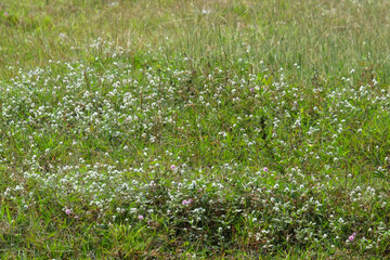 Green grass background with white leaves. Ecology and environment concept. For graphic design, 3D rendering and banners