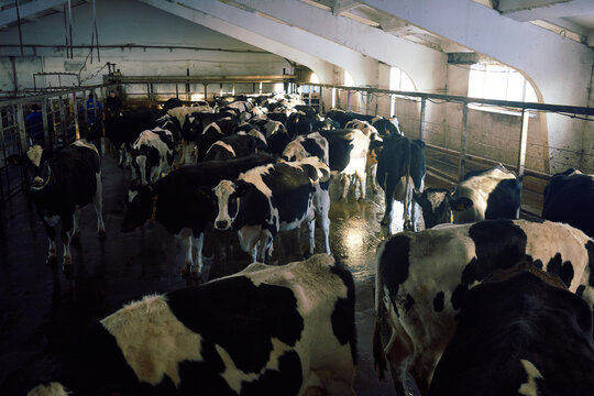 Black and white dairy cows standing in time-worn cowshed. Its shabby walls and ceiling are covered with dirt. Sunlight slightly coming through small windows and illuminating the space. 
