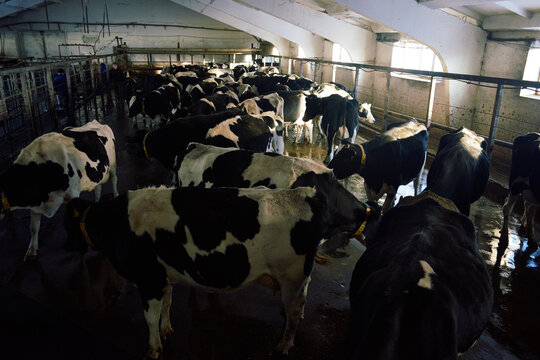 Holstein Friesian cattle standing in cowshed with shabby walls and ceiling and looking away. Morning sun slightly illuminates the space. 