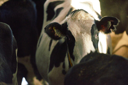 Portrait of dairy cow with ear tags and collars looking into camera thoughtfully and standing with cattle in cowshed. Sunlight slightly illuminating the herd waiting for food.