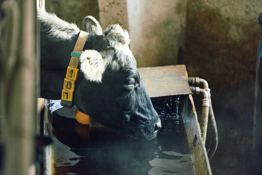 Profile view of Holstein cow in yellow collar bending down to feeding bunk and drinking water from it. Vapor slightly covering the water surface. 