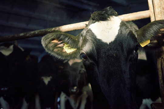 Extreme close-up of forehead of black and white milk cow with ear tags in cattle shed. Its head shoved through the shabby iron fence. Other cows seen on the background.