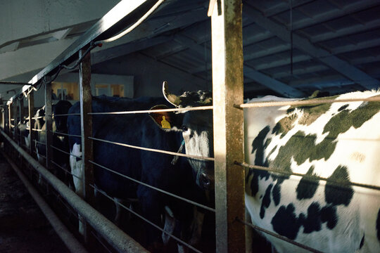 Interior of dirty cattle shed full of black and white milk cows. One of them standing in profile and looking at camera thoughtfully. Soft light coming from the left side of the dairy farm.