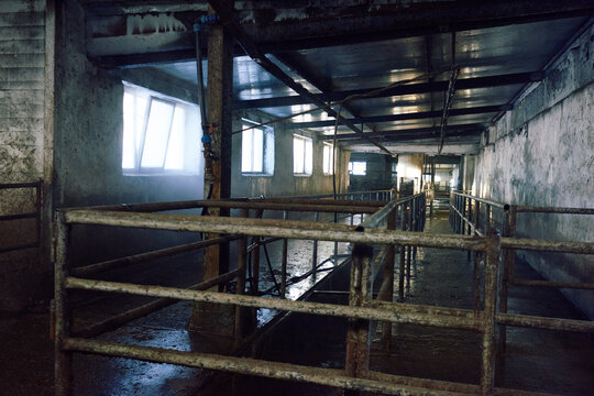 Dark and empty cow feedlot. Floor slightly covered with water after cleaning, gray walls illuminated by morning sunlight filtering through windows.