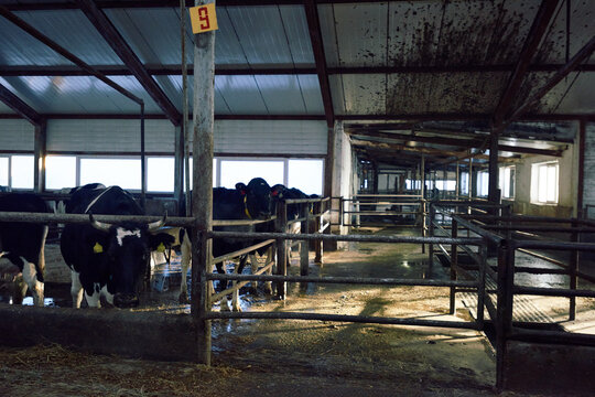 Holstein cattle with ear tags and collars looking at camera trough corral made of iron bars while eating hay. One curious cow with bright black eyes standing at some distance. 