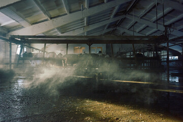 Low angle view of Holstein cows standing in stall in large dusky cowshed as steam rising from the ground slightly covered with water. White triangular roof clearly seen from the below.