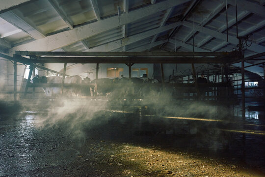 Low angle view of Holstein cows standing in stall in large dusky cowshed as steam rising from the ground slightly covered with water. White triangular roof clearly seen from the below.